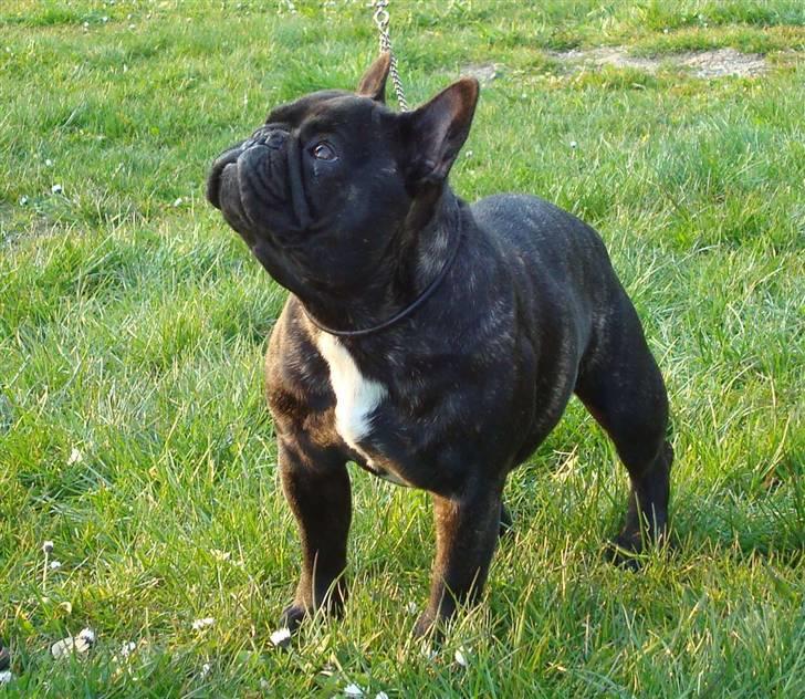 Fransk bulldog Plaire´s Elaine - Nu er jeg ved at blive en stor pige! billede 6
