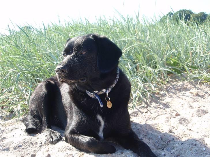 Blanding af racer Sally (sørøveren) - Sally har det totale overblik på stranden :o) 26. juli 2007 billede 6