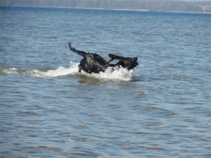 Blanding af racer Sally (sørøveren) - jeg har pinden...... billede 7