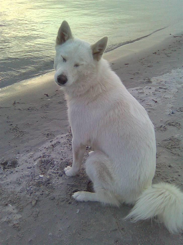 Blanding af racer Sika greenie - *GG* billede 14