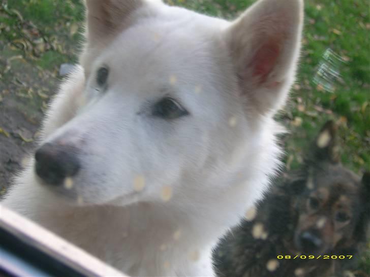 Blanding af racer Sika greenie billede 15