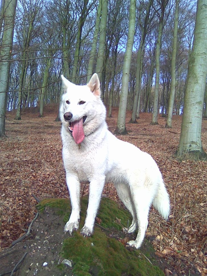 Blanding af racer Sika greenie billede 16