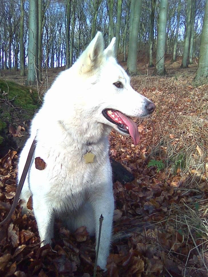 Blanding af racer Sika greenie billede 17