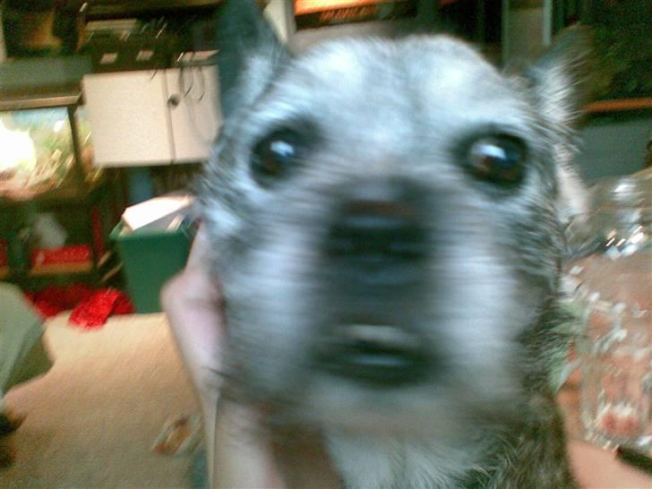 Blanding af racer Buster R.I.P. billede 7