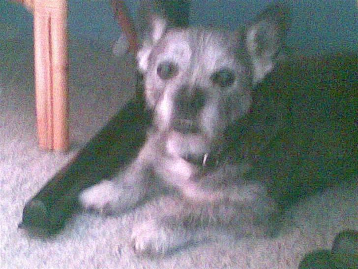 Blanding af racer Buster R.I.P. billede 8