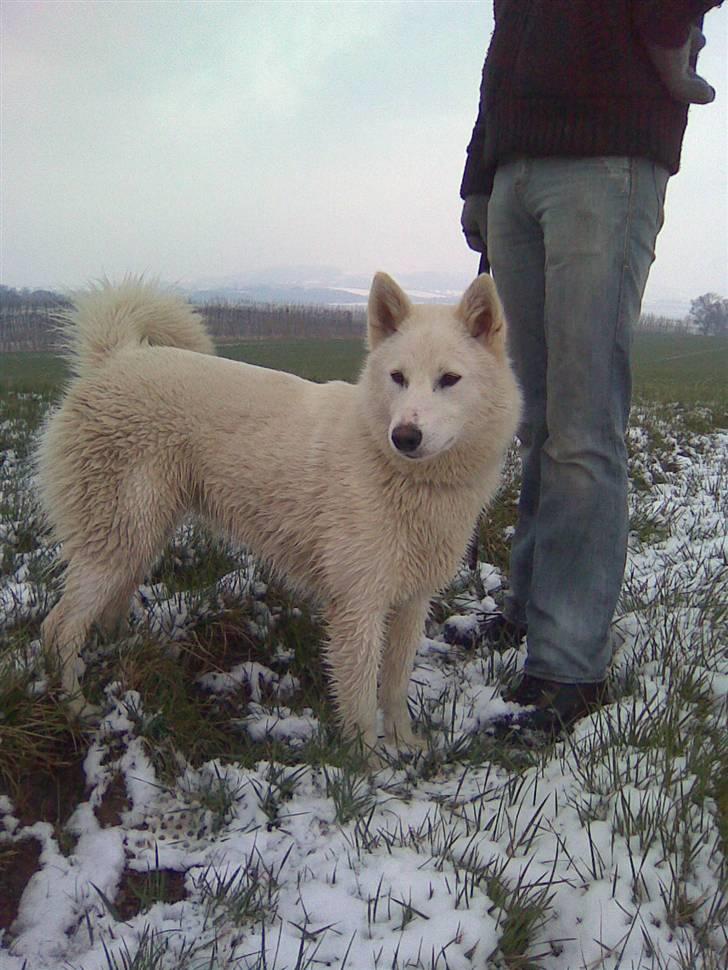 Blanding af racer Sika greenie billede 18