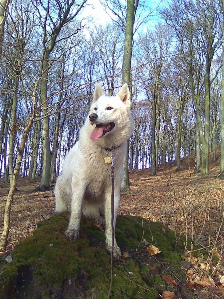 Blanding af racer Sika greenie billede 19