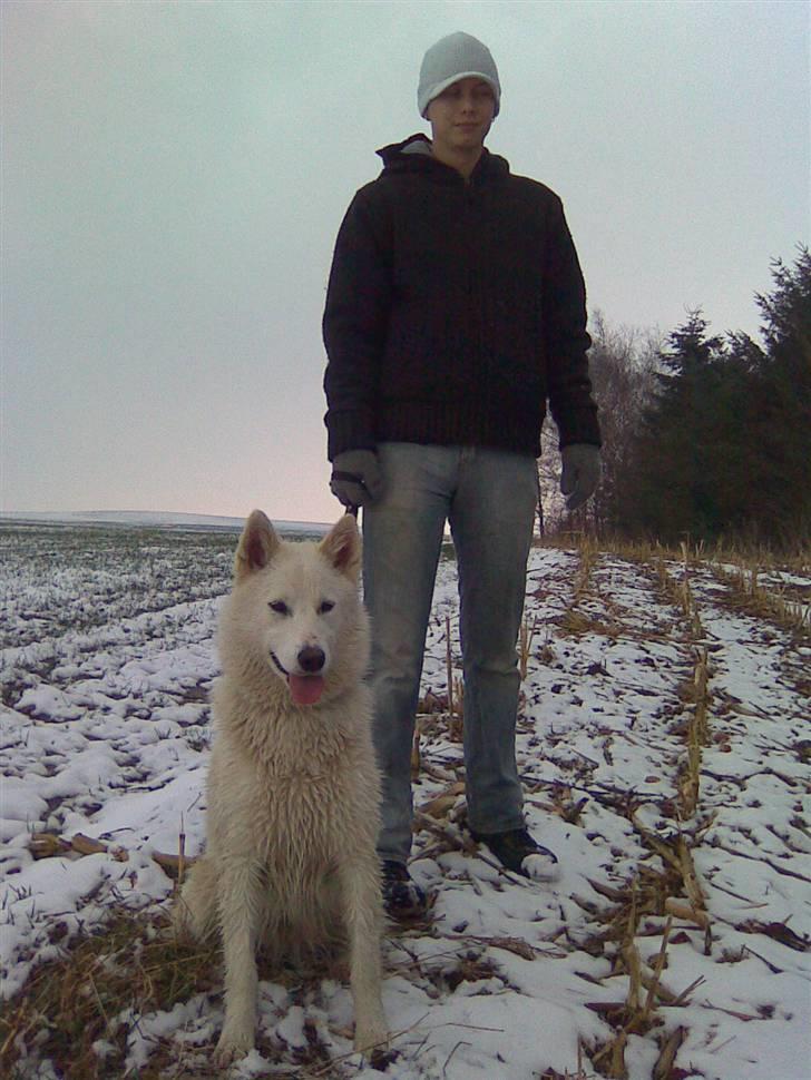 Blanding af racer Sika greenie billede 20