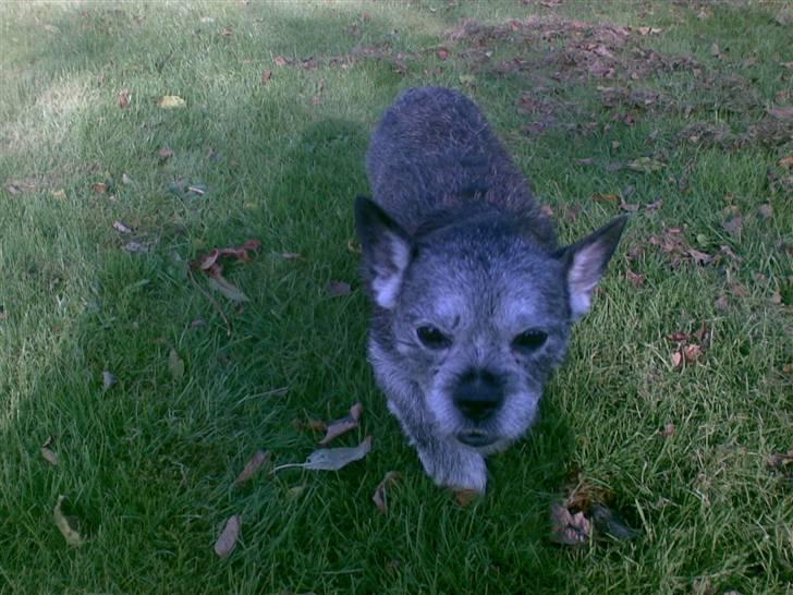 Blanding af racer Buster R.I.P. billede 9