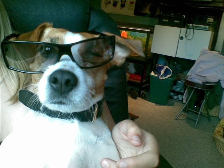 Blanding af racer Soffie (forældres hund) billede 7