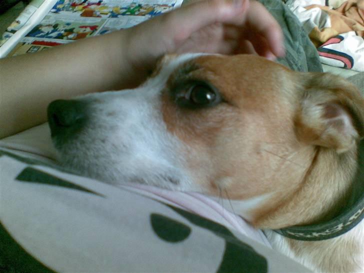 Blanding af racer Soffie (forældres hund) billede 8