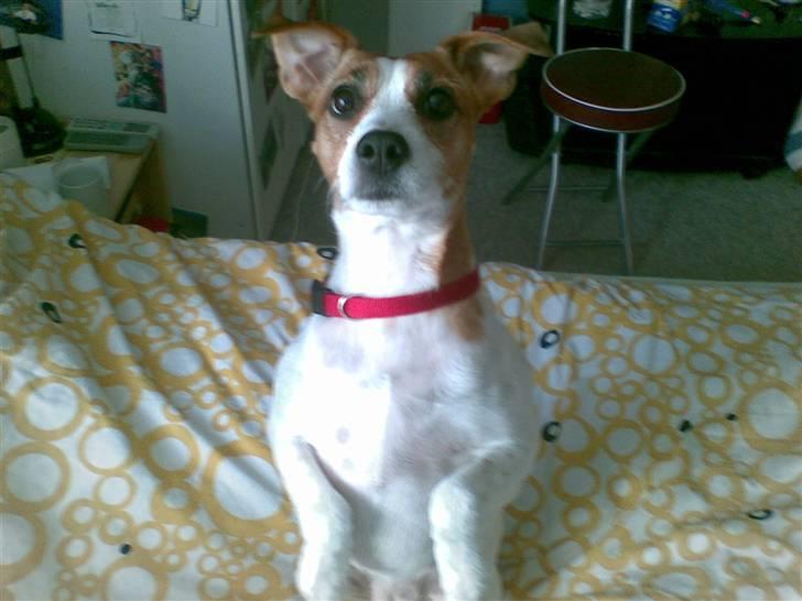 Blanding af racer Soffie (forældres hund) billede 9