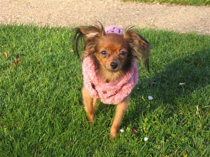 Russisk toy terrier Zosja billede 1