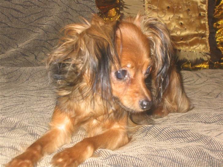 Russisk toy terrier Zosja billede 2