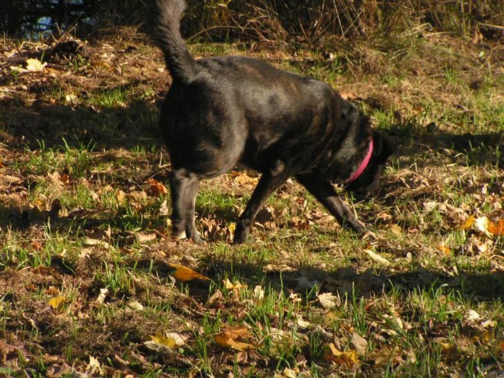 Blanding af racer Fie billede 11