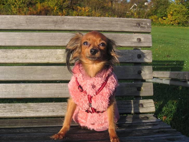 Russisk toy terrier Zosja billede 3