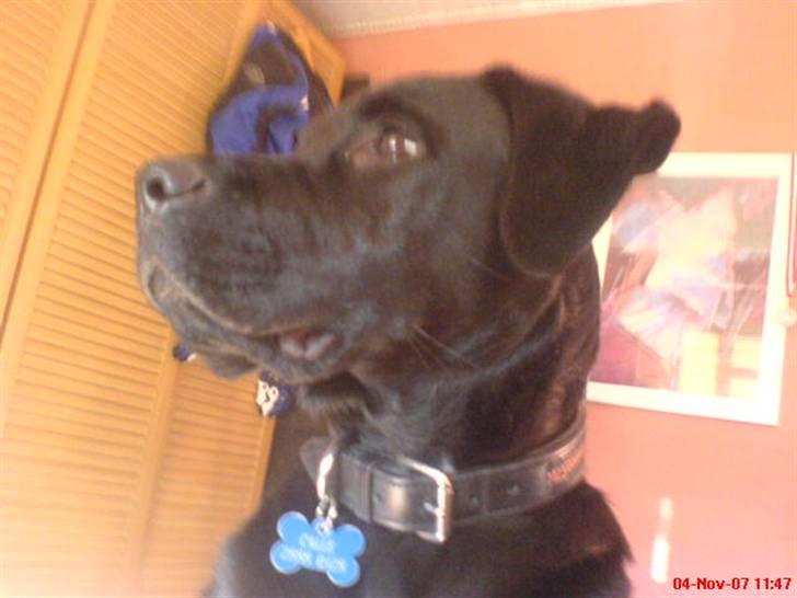 Blanding af racer Labrador/Rottweiler Calle billede 11