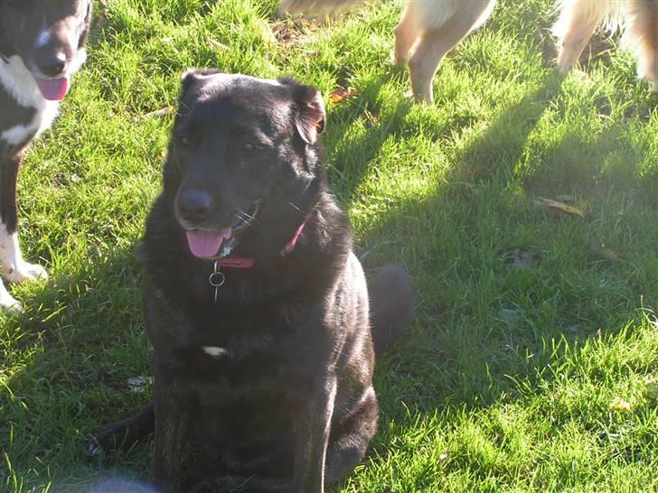 Blanding af racer Fie billede 12