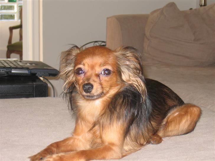 Russisk toy terrier Zosja billede 4