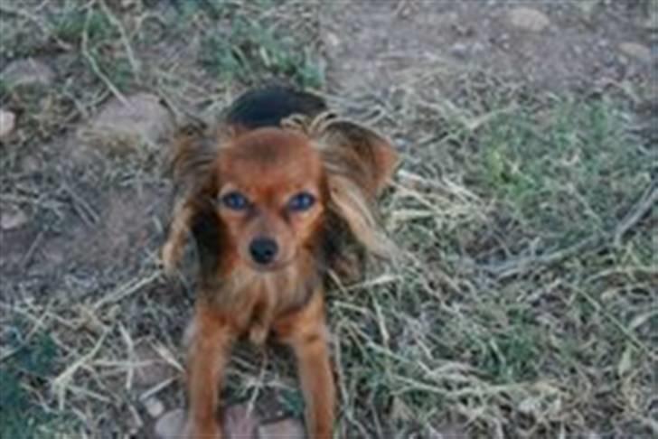 Russisk toy terrier Zosja billede 5