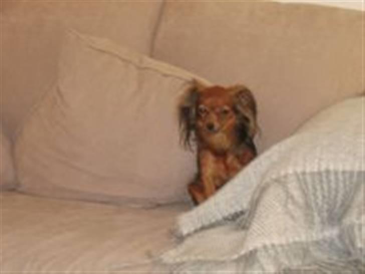 Russisk toy terrier Zosja billede 6