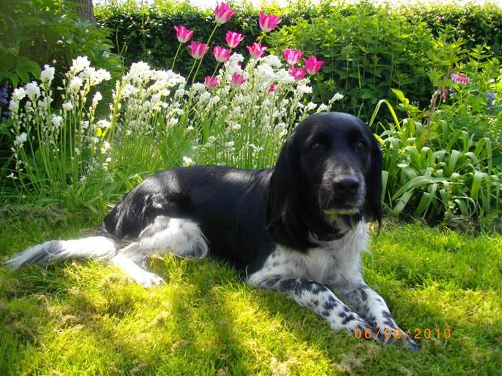 Blanding af racer Trine - Trine hygger sig i gresset billede 2