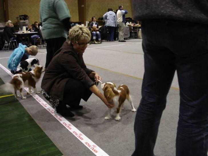 Cavalier king charles spaniel Molly - Mor og Molly til udstilling i Karup d. 4 nov (: billede 18