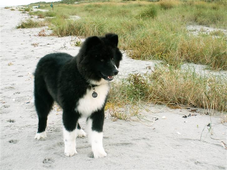 Karelsk bjørnehund Satchmo billede 2