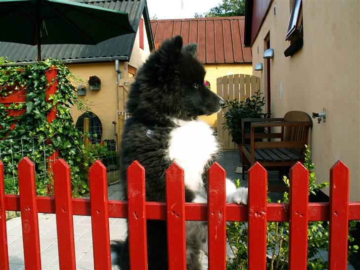 Karelsk bjørnehund Satchmo billede 5