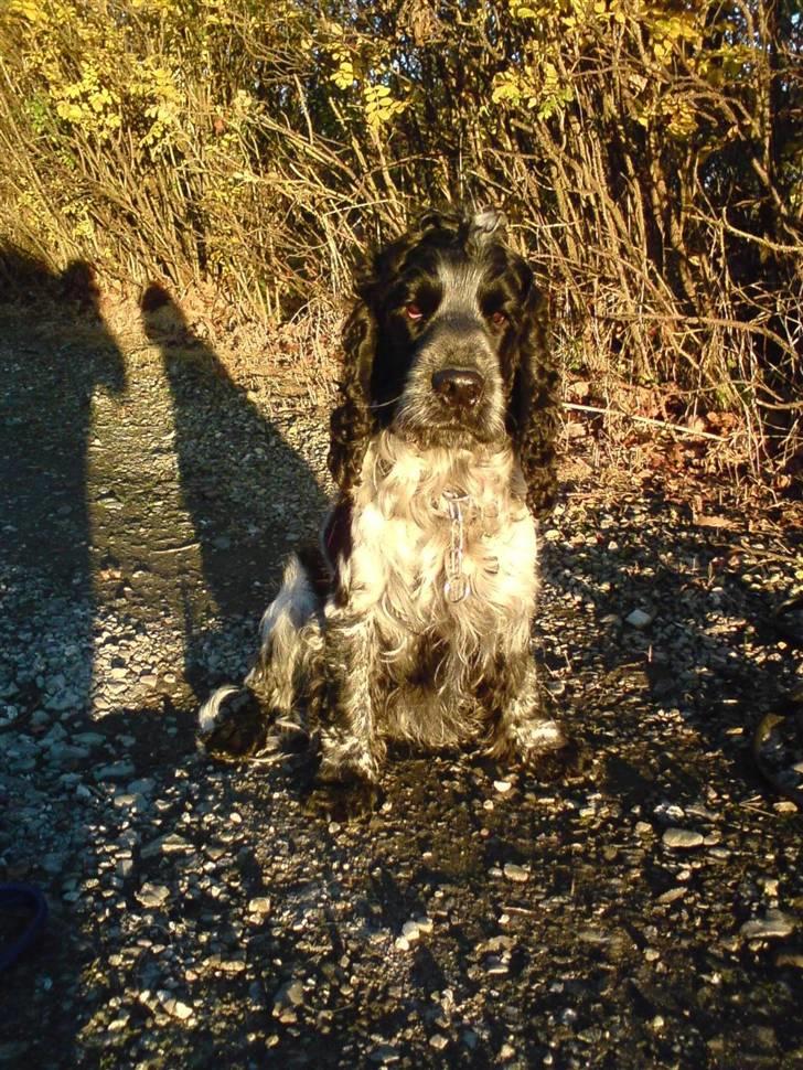 Cocker spaniel pluto - nyt * 4/11-2007 billede 13