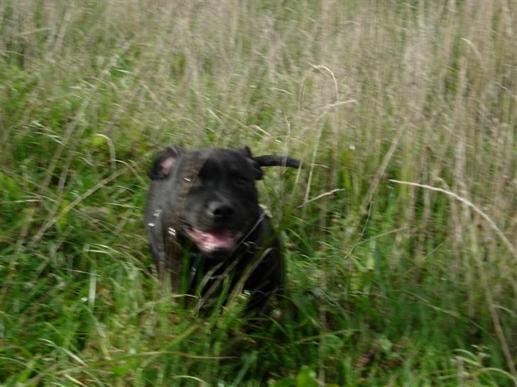 Staffordshire bull terrier Miclu - Dejligt at være ude og løbe billede 6