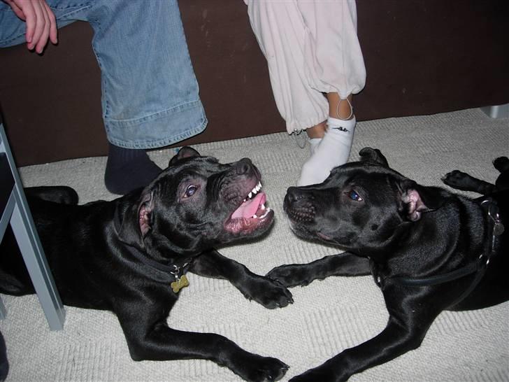 Staffordshire bull terrier Miclu - Hygger med bror mand billede 7