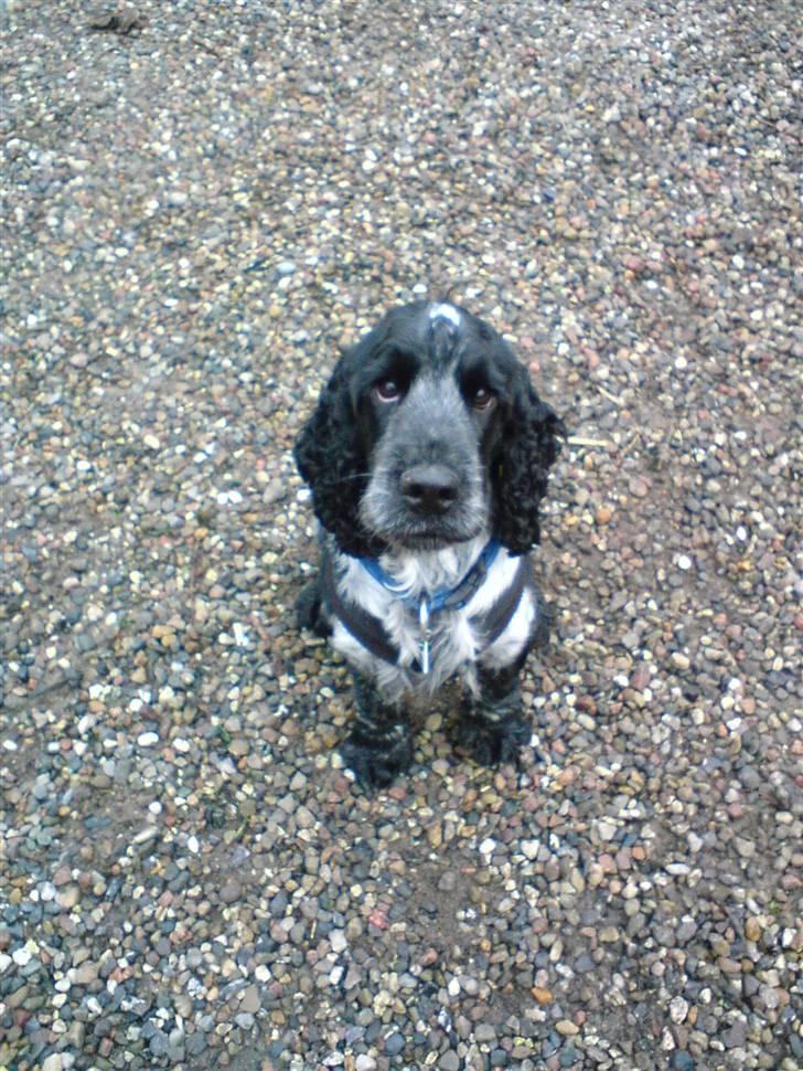 Cocker spaniel pluto - nyt den 26 december 2007( dejlig hund:) billede 14