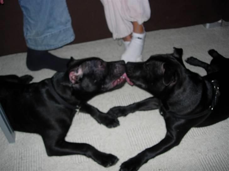 Staffordshire bull terrier Miclu - Kysser lidt med Bror mand billede 8