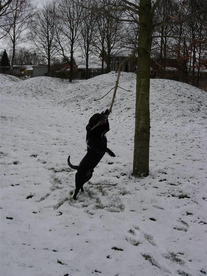 Staffordshire bull terrier Miclu - Elsker grene.. billede 9