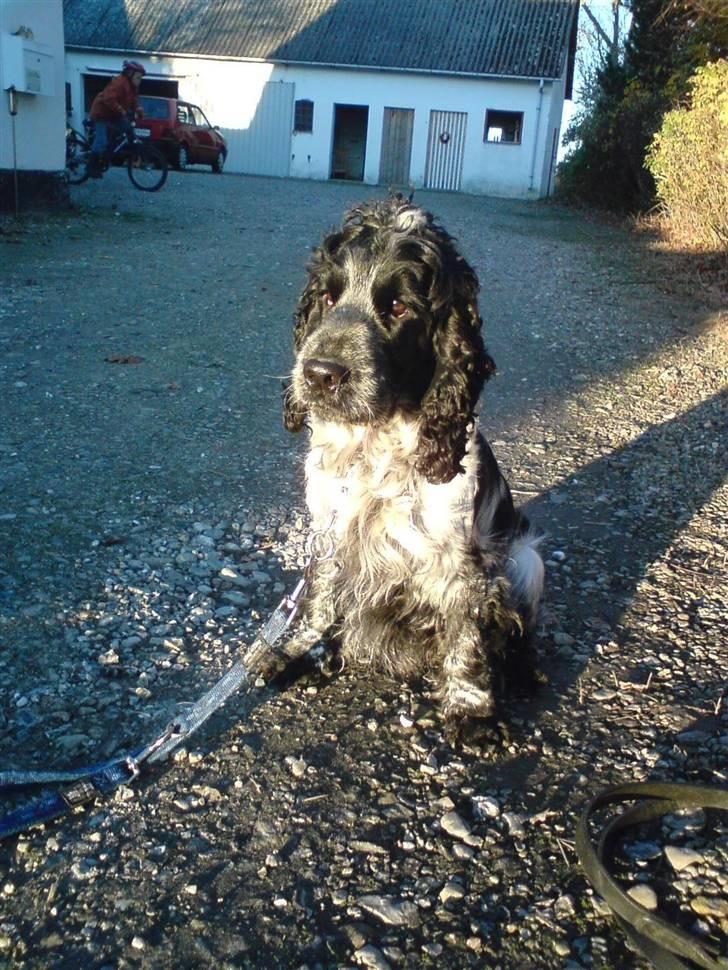 Cocker spaniel pluto - nyt* d 4/11/2007 billede 15