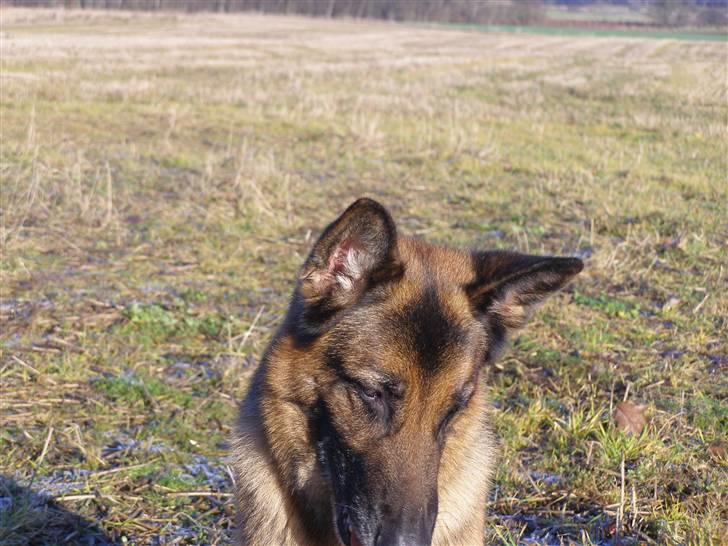 Schæferhund Quido - ejj bliver helt genert  billede 13
