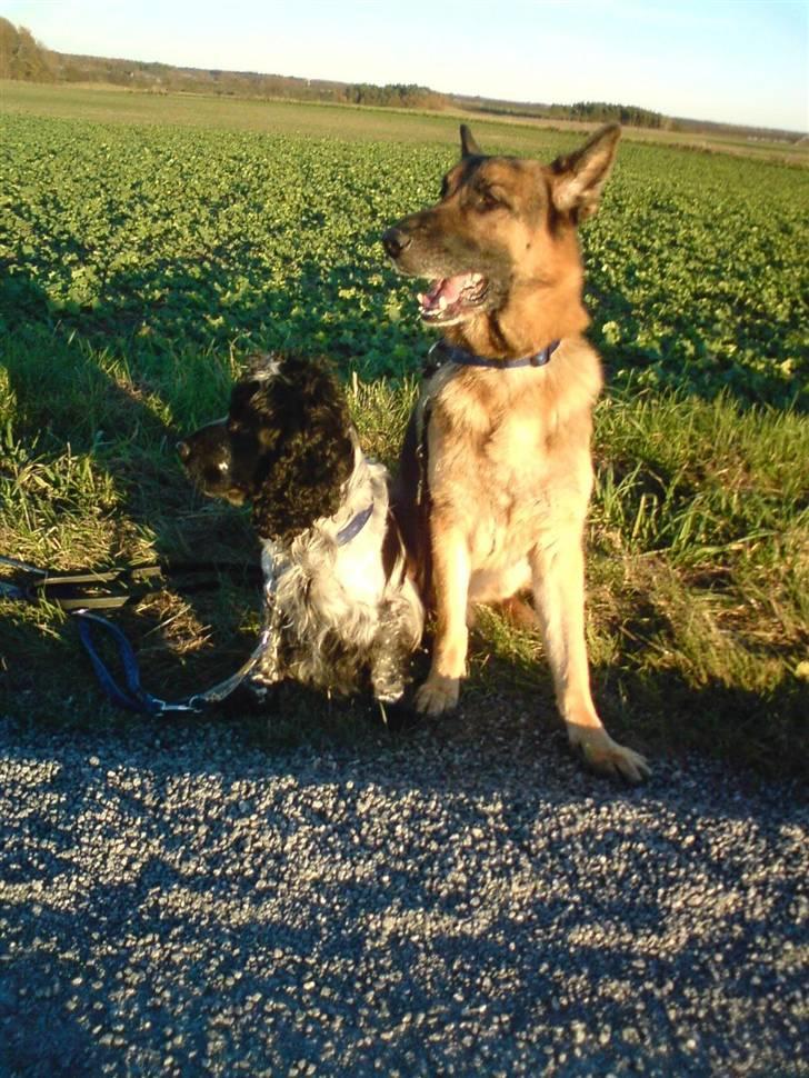 Schæferhund Quido - nyt* d 4/11/2007 billede 14