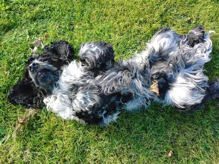 Cocker spaniel pluto - ja her ligger jeg så:) billede 16