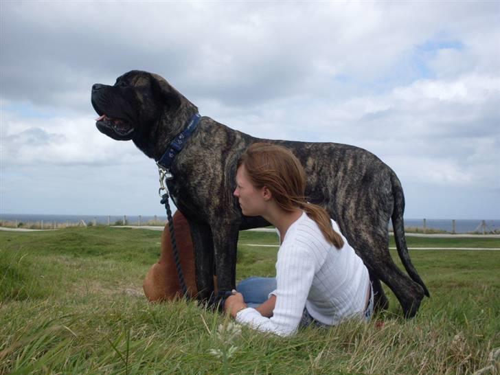 Mastiff faust billede 1