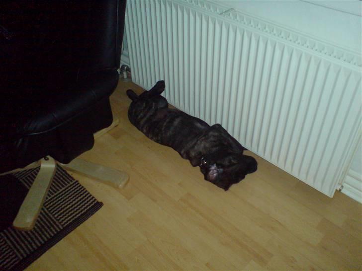 Mastiff faust billede 2