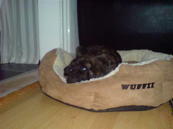 Mastiff faust billede 3