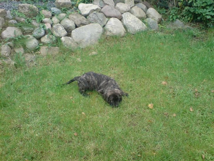 Mastiff faust billede 4