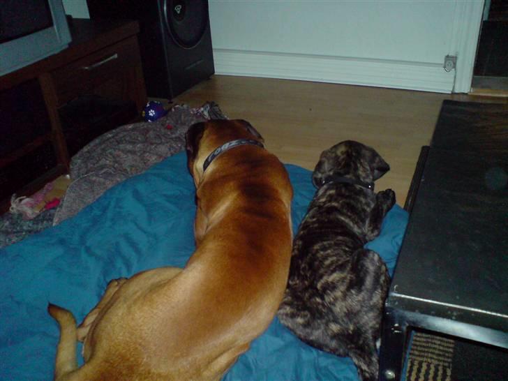 Mastiff faust billede 5