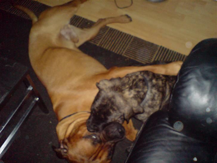 Mastiff faust billede 6