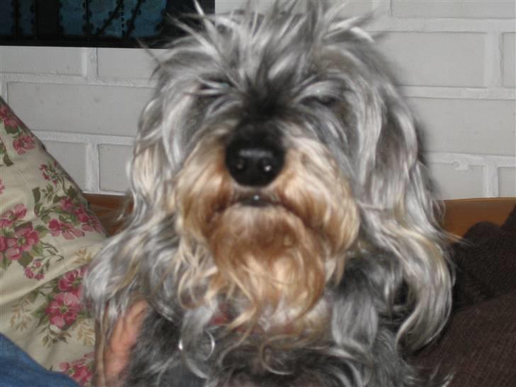 Gravhund Petruska*DØD* - ja man er gamnmel, men ved stadig,hvem der bestemmer(: billede 1