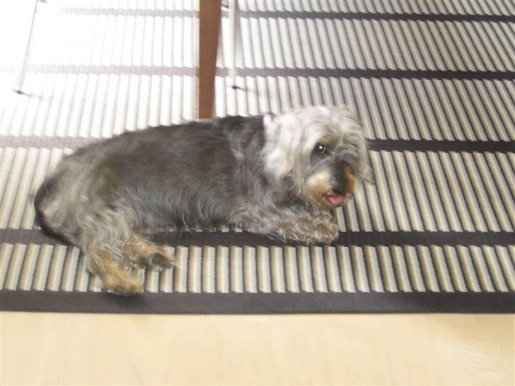 Gravhund Petruska*DØD* - jeg er lidt træt,og lidt tyk:D billede 2