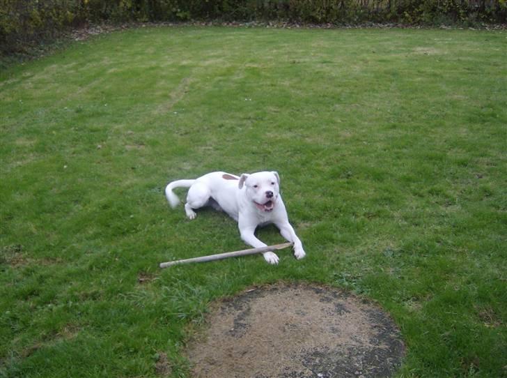 Amerikansk bulldog Plet billede 1