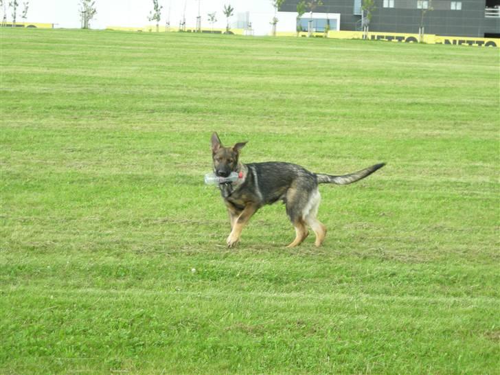 Schæferhund Hector - fang mig vis du kan billede 7