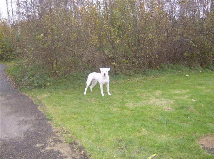 Amerikansk bulldog Plet billede 2